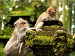 family-private-tour-ubud-safari-natya-bali-tour